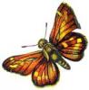 +bug+insect+flying+Silver+spotted+Skipper+Hesperia+comma+ clipart