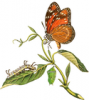 +bug+insect+flying+Tropical+Queen+Danaus+eresimus+ clipart