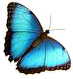 +bug+insect+flying+blue+butterfly+ clipart