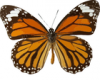+bug+insect+flying+butterfly+Common+Tiger+Danaus+genutia+ clipart