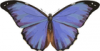 +bug+insect+flying+butterfly+Menelaus+Blue+Morpho+Morpho+menelaus+ clipart