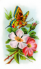 +bug+insect+flying+butterfly+tearose+ clipart