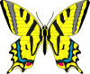 +bug+insect+flying+butterfly+yellow+swallowtail+ clipart
