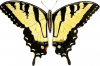 +bug+insect+flying+swallowtail+yellow+ clipart