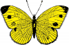 +bug+insect+flying+yellow+butterfly+ clipart