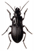 +bug+insect+pest+Abax+ clipart