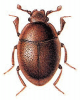+bug+insect+pest+Abraeus+ clipart