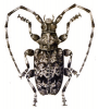 +bug+insect+pest+Acanthoderes+ clipart