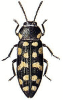 +bug+insect+pest+Acmaeodera+ clipart