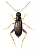 +bug+insect+pest+Aderus+ clipart