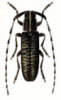 +bug+insect+pest+Agapanthia+ clipart