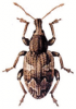 +bug+insect+pest+Alophus+ clipart