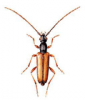 +bug+insect+pest+Alosterna+ clipart