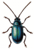 +bug+insect+pest+Altica+ clipart