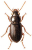+bug+insect+pest+Amara+ clipart