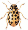 +bug+insect+pest+Anisosticta+ clipart