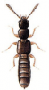 +bug+insect+pest+Anomognathus+ clipart