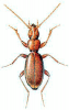 +bug+insect+pest+Anophthalmus+ clipart