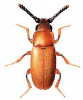 +bug+insect+pest+Antherophagus+ clipart