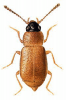 +bug+insect+pest+Anthobium+ clipart