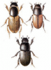 +bug+insect+pest+Aphodius+ clipart