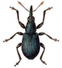 +bug+insect+pest+Apion+ clipart