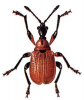 +bug+insect+pest+Apoderus+ clipart