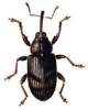 +bug+insect+pest+Apple+Blossom+Weevil+ clipart