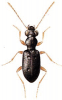 +bug+insect+pest+Asaphidion+ clipart