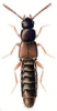 +bug+insect+pest+Atheta+ clipart