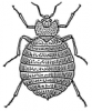 +bug+insect+pest+Bedbug+ clipart