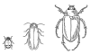 +bug+insect+pest+Beetles+ clipart