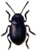 +bug+insect+pest+Bloody+Nosed+Beetle+ clipart
