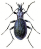 +bug+insect+pest+Blue+Ground+Beetle+ clipart