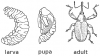 +bug+insect+pest+Boll+Weevil+ clipart