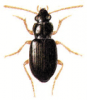 +bug+insect+pest+Bradycellus+ clipart