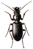+bug+insect+pest+Broscus+ clipart