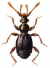 +bug+insect+pest+Bryaxis+ clipart