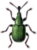+bug+insect+pest+Byctiscus+ clipart