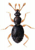 +bug+insect+pest+Bythinus+ clipart