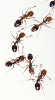 +bug+insect+pest+Fire+Ants+Solenopsis+invicta+ clipart