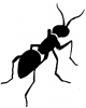 +bug+insect+pest+ant+3+ clipart