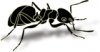 +bug+insect+pest+ant+bold+ clipart