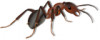 +bug+insect+pest+ant+mean+ clipart