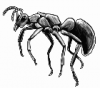 +bug+insect+pest+ant+profile+sketch+ clipart