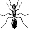 +bug+insect+pest+ant+very+large+ clipart