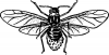 +bug+insect+pest+aphid+ clipart