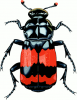 +bug+insect+pest+beetle+big+ clipart