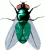 +bug+insect+pest+bluefly+ clipart