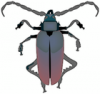 +bug+insect+pest+insect+bold+beetle+ clipart